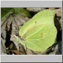 Gonepteryx rhamni - Zitronenfalter 03.jpg